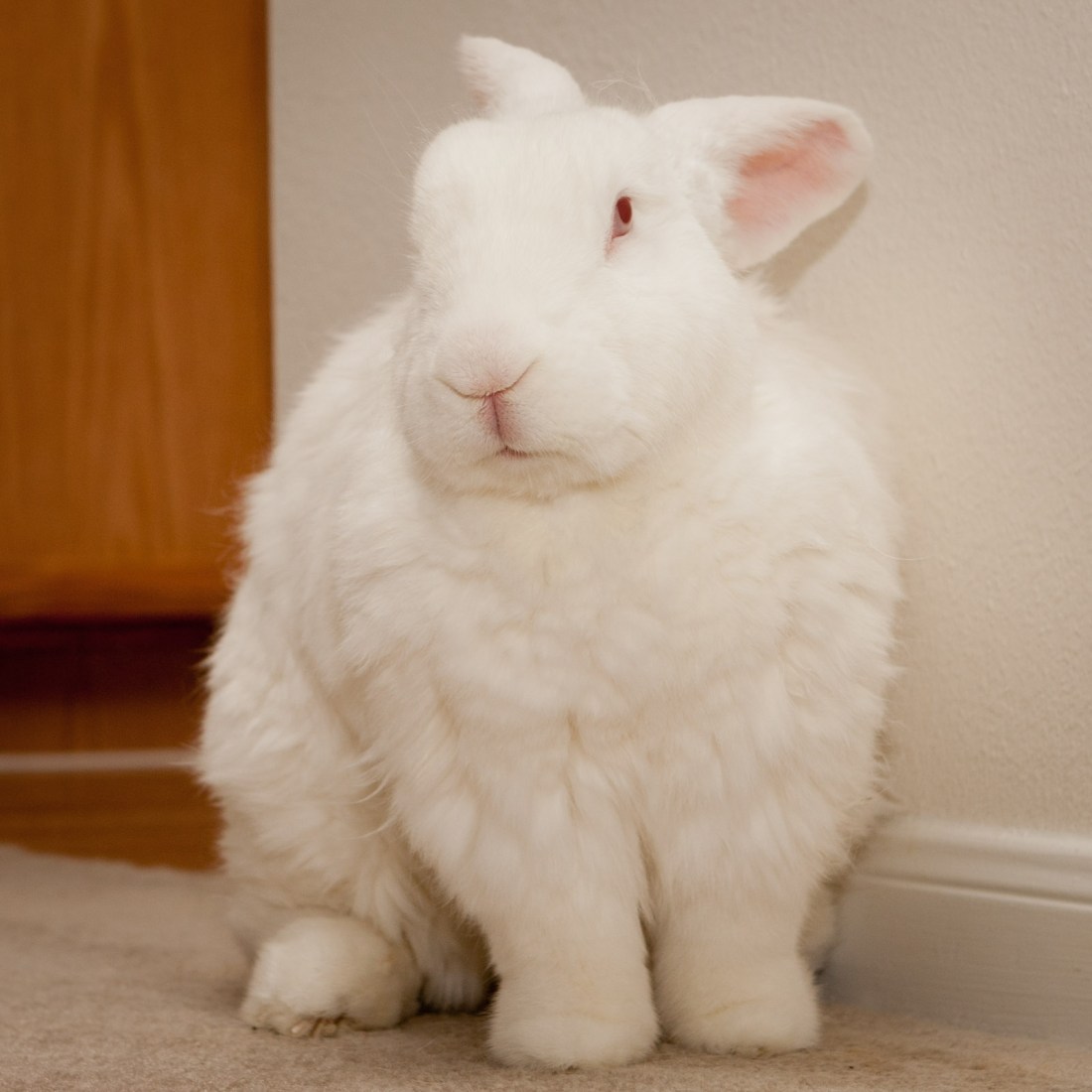 Pardon the shedding, it's 104 degrees outside right now.